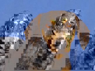 Cassandra 1 (1)