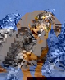 Cassandra 1 (1)