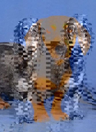 Cassandra 1 (1)