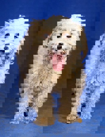 Wolfi 3