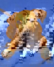 Nino 1