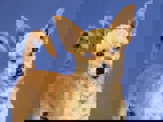 Charlie 1